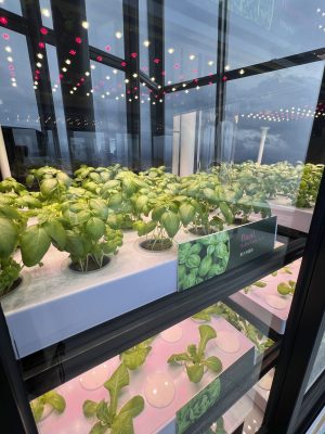 天際100香港觀景台十三週年呈獻「高空綠意 天際城市綠洲」 打造全亞洲室內最高的「天際水耕種植農莊」